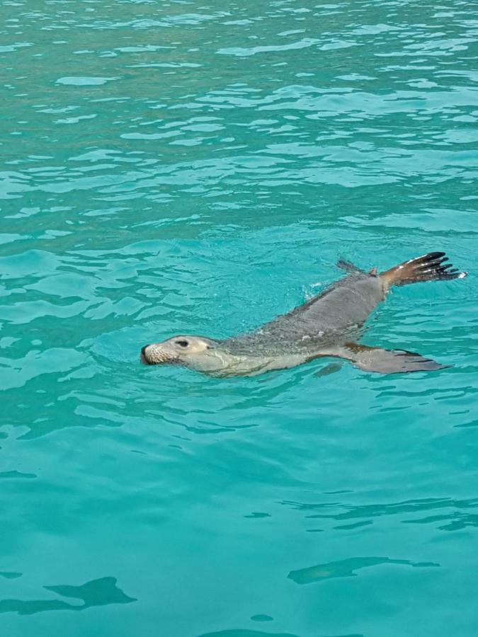 فيلا Berds Nest Emu Bay المظهر الخارجي الصورة